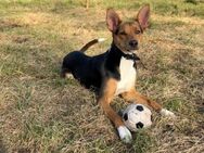 Titzi sucht ein neues Zuhause ! - Lenningen