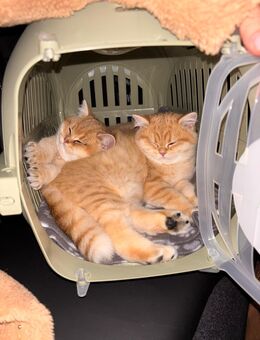 Wunderschöne Bkh Kitten in goldbraun – bereit für ein liebevolles Zuhause - Ratingen