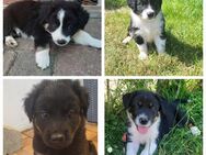 Labrador Bordercollie Welpen - Drage (Niedersachsen)