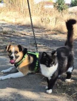 Liebe Polly sucht ein Zuhause - Kleinostheim