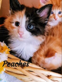 Nfo - Norwegische Waldkatzen - Kitten mit Stammbaum - Mönchengladbach