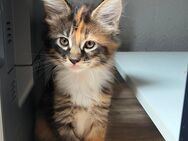 Main Coon Kitten - Hattersheim (Main)
