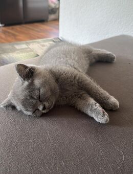 BKH Kitten mit Stammbaum - Baindt