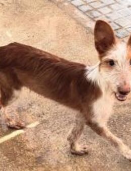 Peluso menschenliebender Babypodenco - Jade