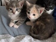 Baby katzen zum Verkaufen - Villingen-Schwenningen