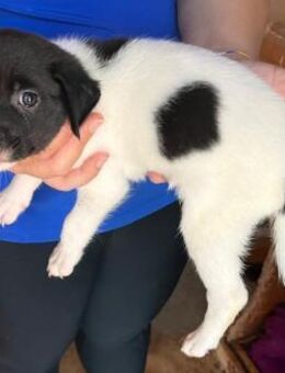 Eva ist ein Püppchen - Donaueschingen