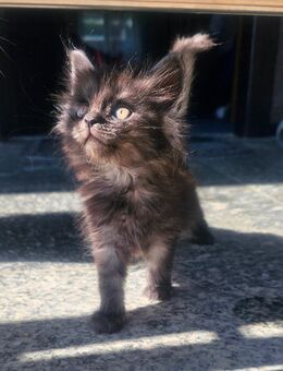 Baby Kätzchen. Maine coon-Sibirische Waldkatze Kätzchen mix - Riedlingen