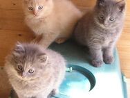 Katzenbabys Edelmix BKH x Russisch Blau Kitten - Wischhafen