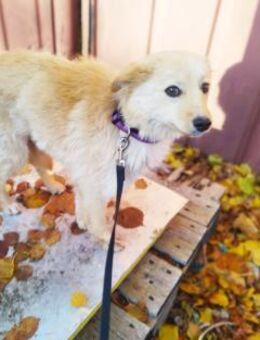 kleine Ani v. gerade 35cm - Augsburg