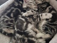 BKH Kitten Silver Tabby Classic - Gera