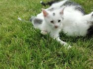 Babykatzen - Ottobeuren