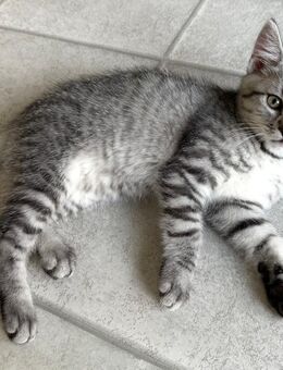 Drei zauberhafte Kätzchen suchen eine liebevolle Familie - Erfurt