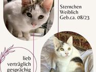 wunderschöne, kleine Katze Sternchen - Rambin