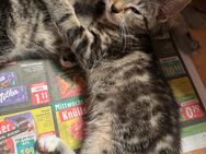Drei wunderschöne kitten abzugeben - Mönchengladbach