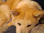 Akita inu Hündin - Limbach (Landkreis Bad Kreuznach)