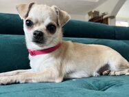 Chihuahua Asher sucht ruhiges Zuhause! - Heinsberg