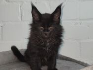 Maine Coon XXL Kitten mit Stammbaum - Duisburg