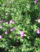 Blut-Storchschnabel (geranium sanguineum) in 59494