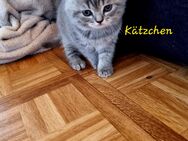 BKH blau und BKL Tabby Blue Kitten - Drachselsried