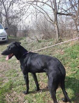 Kormos, freundlicher Schäferhund Mix - Remagen