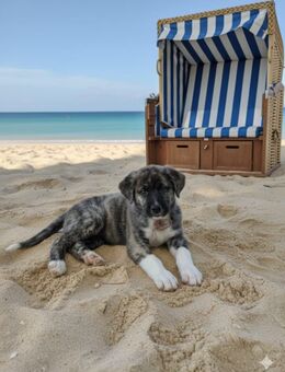 American Akita, Schäferhund Mix Mädchen - Volkach