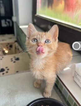 Ginger Verspieltes Kitten sucht Zuhause - Unterföhring