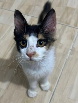 Fienchen sucht ein zu Hause - Rodgau