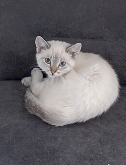 Kitten suchen ein neues Zuhause - Ennepetal (Stadt der Kluterhöhle)
