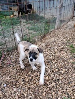 Ciquita - so jung und lieb - Grevenbroich