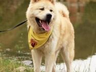 Wer schenkt Hachiko ein Zuhause? - München