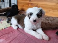 Tibet Terrier Welpen - Marktleugast