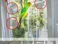 Kippfensterschutz für Vögel von austmetall, OHNE BOHREN OHNE KLEBEN, System 4 + Welli-Zubehöhr in 42781