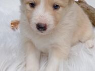 Border collie welpen mit Papiere - Raubling