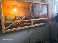 Terrarium mit Besatz - Bielefeld Brake