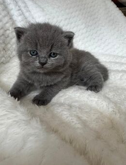 BKH Kitten - Hürth Zentrum