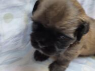 Shitzu Mops Mix Welpen - Kamen