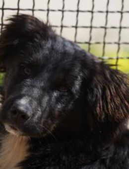 Nanni im Canile - Bad Vilbel