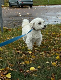 Rüde Rudi - Treuen Zentrum