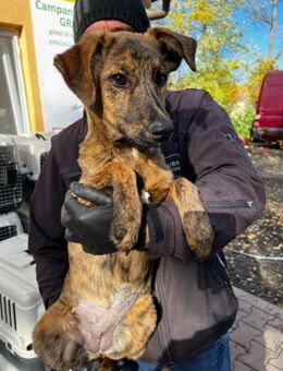 Herzenshund Heidi sucht dich - Schlitz