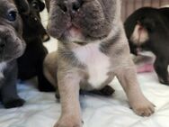 Französische Bulldoggen Welpen - Neuruppin