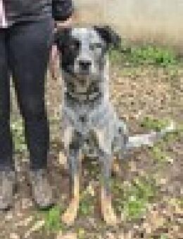 Silver von kettenlos - Bollingstedt