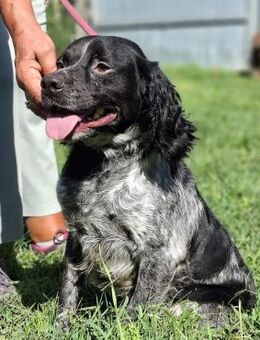 Friz 🧡Bretone Epagneul lieb, verspielt - Würzburg