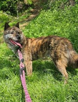 Salem sucht ein Zuhause oder PS - Ebstorf (Klosterflecken)