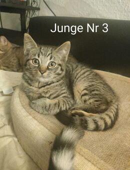 BKH/EKH Mix Kitten - Essen