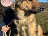 Freundlicher BURBON sucht sein Zuhause❤️ - Saarbrücken
