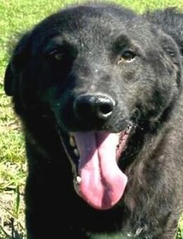 OZZY 2 sehnt sich so nach Zuwendung - Hof