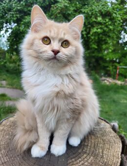 Sehr liebe BritischLanghaar-Katzen in lilac - Bayreuth
