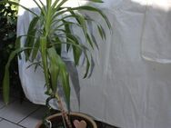 Yucca Palme ,grosse Blume Pflanze Zimmer immergrün Steinguttopf 2 versch.Arten Palme / Bambus - Hennef (Sieg)