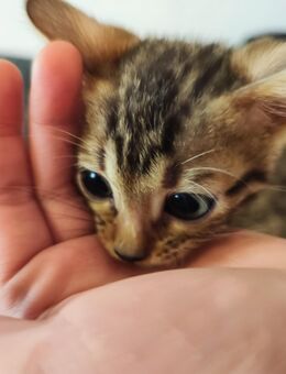 Bengalkitte (Kater) - Apensen