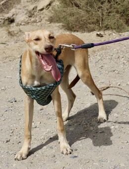 Blu, freundlich, lernwillig, offen - Westerholt